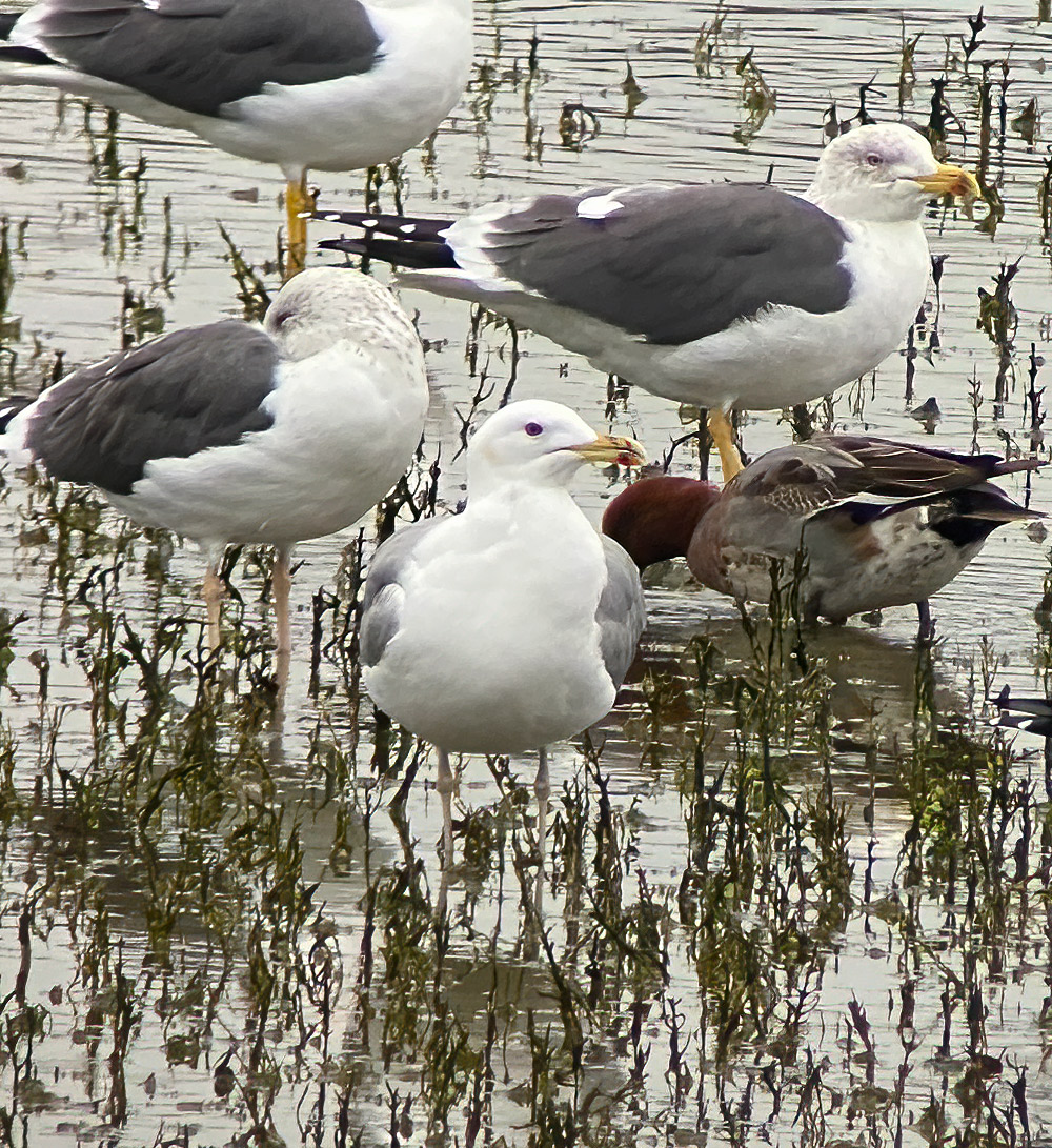 Caspian gull